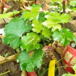 উন্নত জাতের একোলো (Ekolo) আঙুরের চারা
